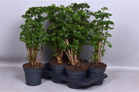 Горшечные цветы и растения оптом Poly Roble от 6шт из Голландии с доставкой по России
