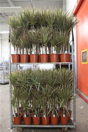 Горшечные цветы и растения оптом Dra Marg Bicolor 60-30-15 Cm от 1шт из Голландии с доставкой по России