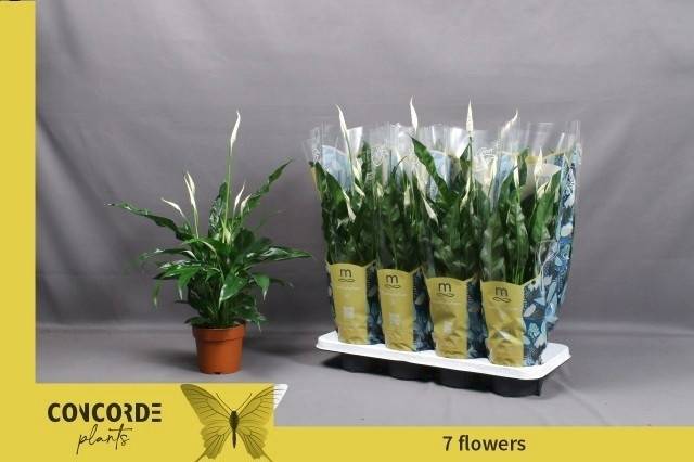 Горшечные цветы и растения оптом Spath Sweet Curiosa от 8шт из Голландии с доставкой по России