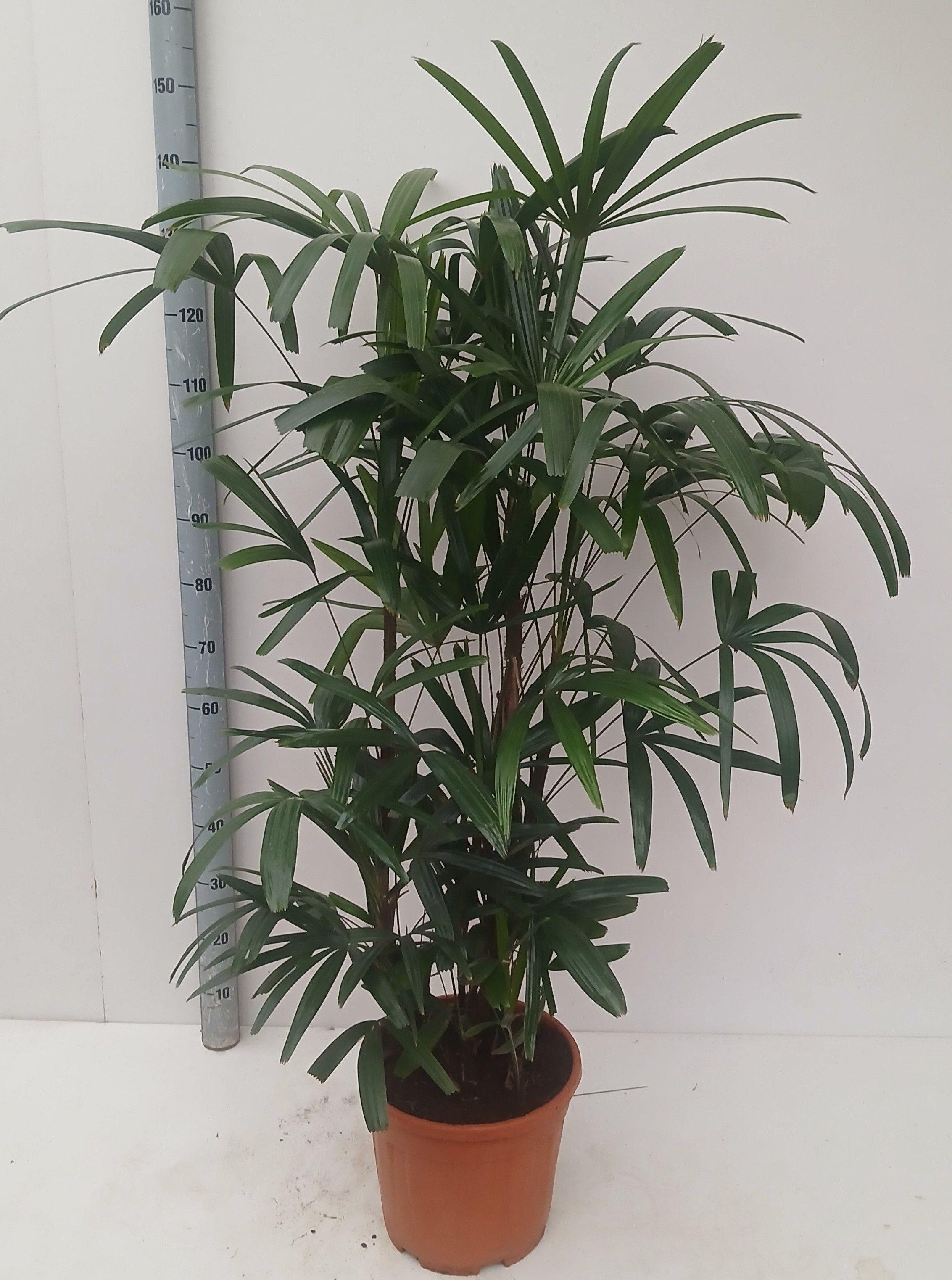Горшечные цветы и растения оптом Rhapis Excelsa от 1шт из Голландии с доставкой по России