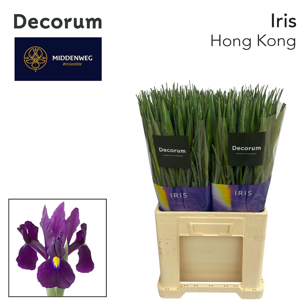 Срезанные цветы оптом Iris hong kong от 250шт из Голландии с доставкой по России