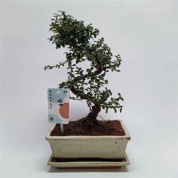 Горшечные цветы и растения оптом Bonsai Cotoneaster S-shape от 4шт из Голландии с доставкой по России