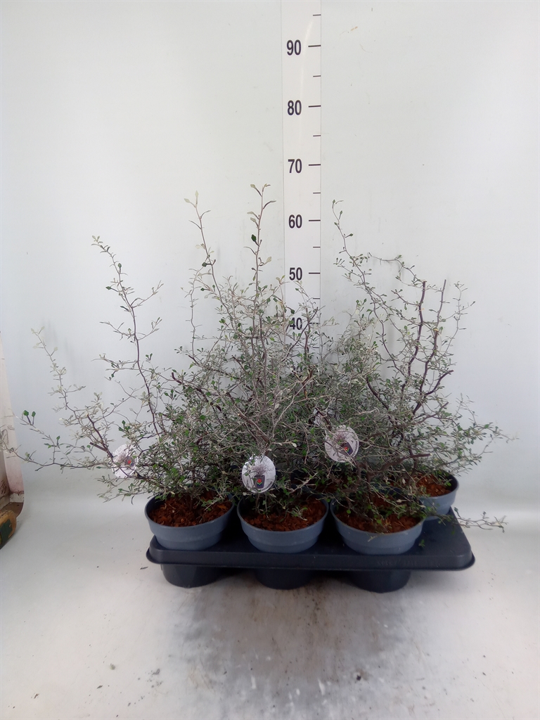 Горшечные цветы и растения оптом Corokia Cotoneaster от 6шт из Голландии с доставкой по России