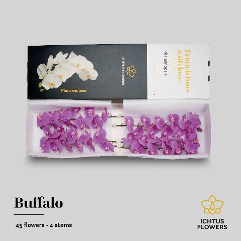 Срезанные цветы оптом Phalaenopsis buffalo (per flower) от 45шт из Голландии с доставкой по России