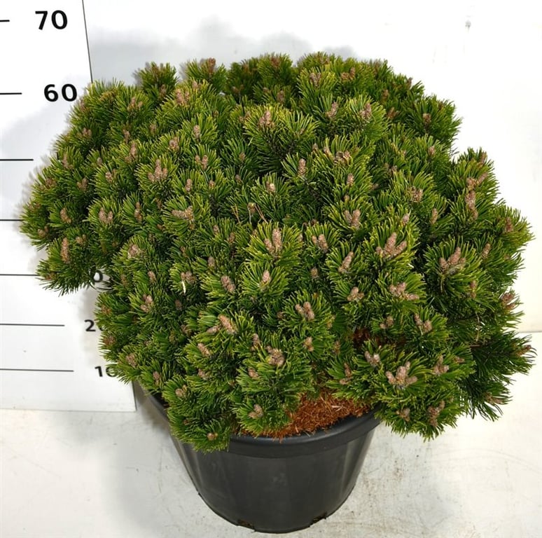 Горшечные цветы и растения оптом Pinus Mugo Sherwood Compact от 1шт из Голландии с доставкой по России