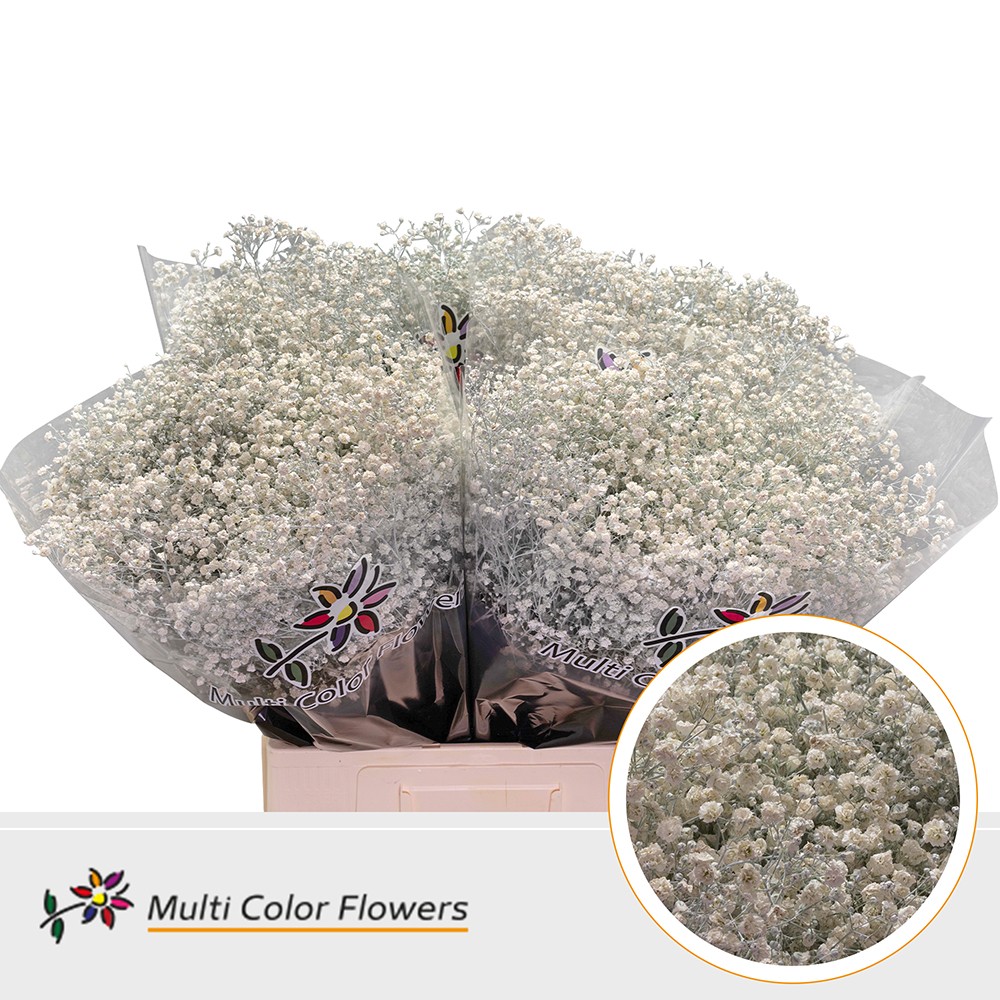 Срезанные цветы оптом Gyps large paint white от 100шт из Голландии с доставкой по России