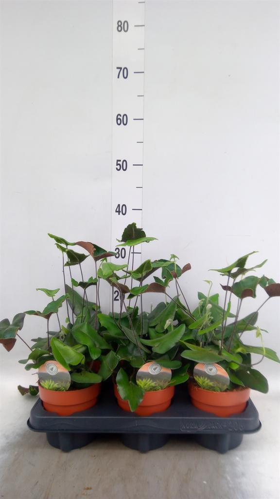 Горшечные цветы и растения оптом Hemionitis Arifolia от 6шт из Голландии с доставкой по России