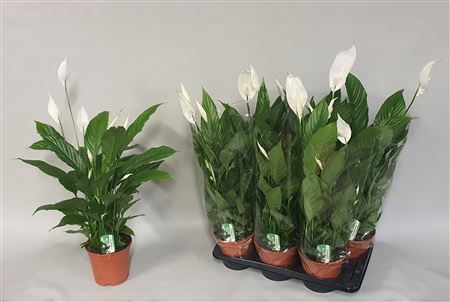 Горшечные цветы и растения оптом Spath Verdi 3-4++ * Spring Deal * от 6шт из Голландии с доставкой по России