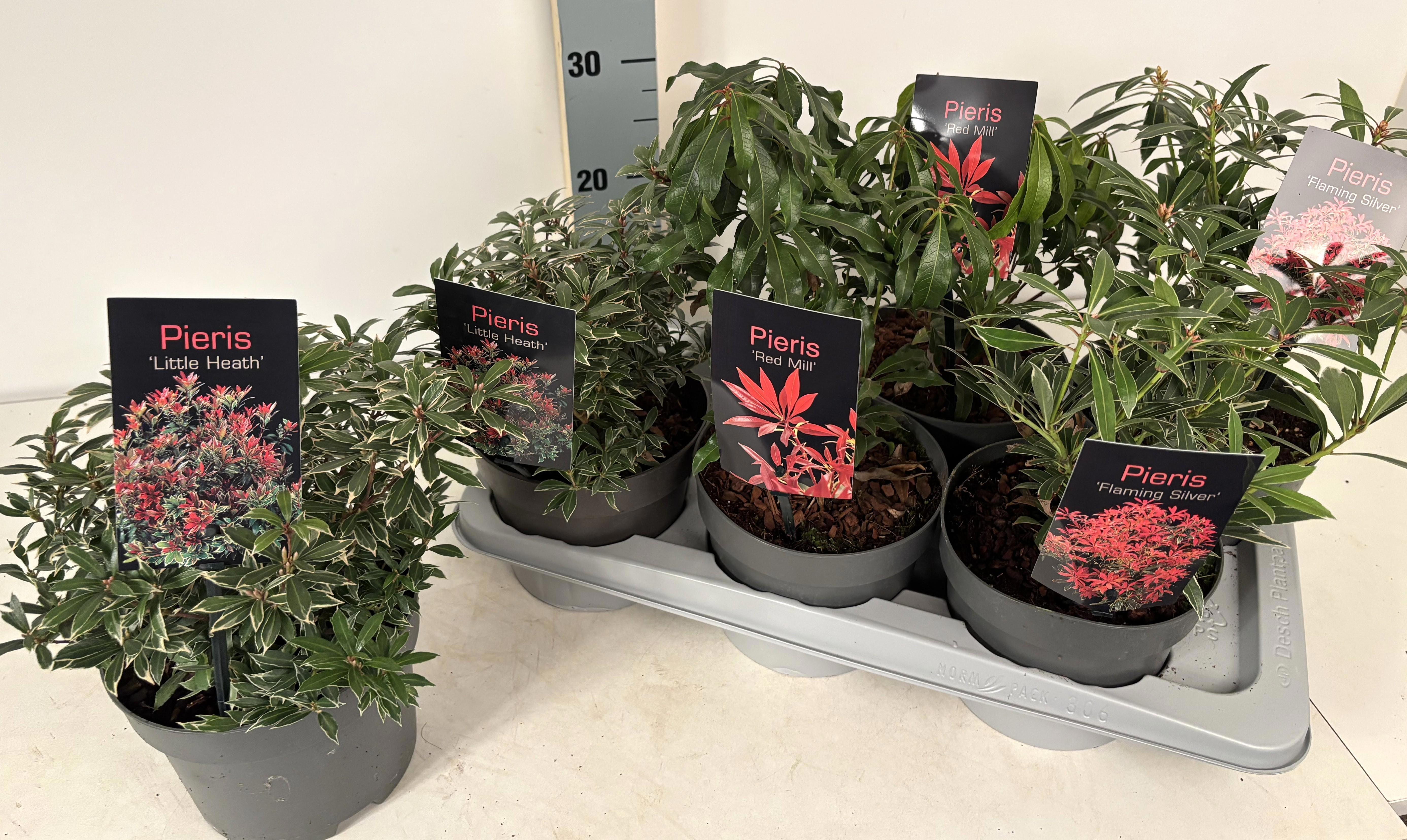 Горшечные цветы и растения оптом Pieris Japonica от 6шт из Голландии с доставкой по России