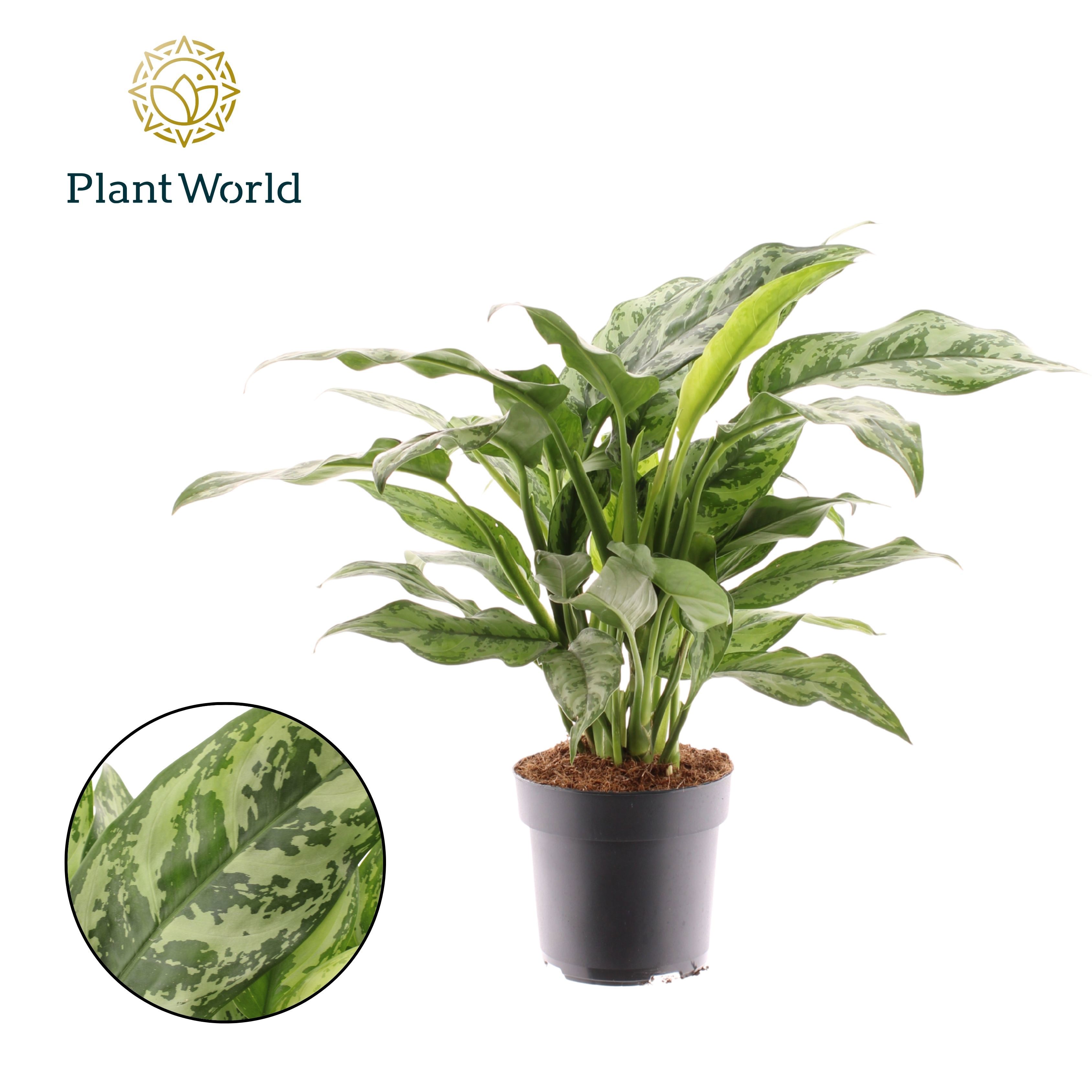 Горшечные цветы и растения оптом Aglaonema Romeo от 6шт из Голландии с доставкой по России