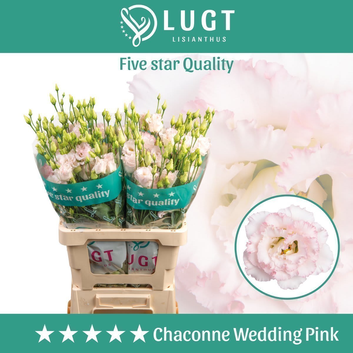 Срезанные цветы оптом Lisianthus do chaconne wedding pink от 20шт. из Голландии с доставкой по России