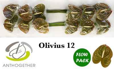 Срезанные цветы оптом Anthurium olivius от 12шт из Голландии с доставкой по России