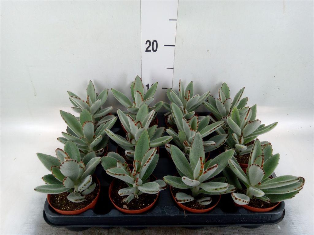 Горшечные цветы и растения оптом Kalanchoe Nf Tomentosa от 12шт (для телеги) из Голландии с доставкой по России