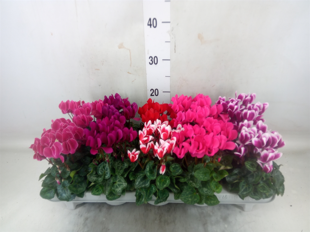 Горшечные цветы и растения оптом Cyclamen Super Verano Mix от 10шт (для телеги) из Голландии с доставкой по России