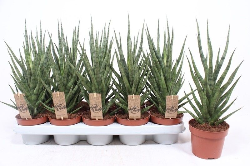 Горшечные цветы и растения оптом Sansevieria Torch от 10шт из Голландии с доставкой по России