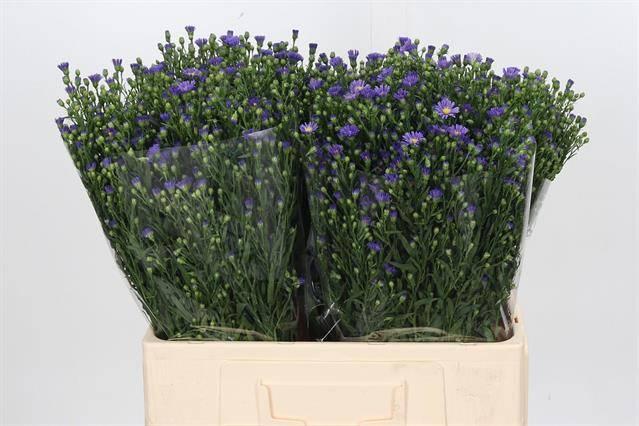 Срезанные цветы оптом Aster casamare от 125шт из Голландии с доставкой по России