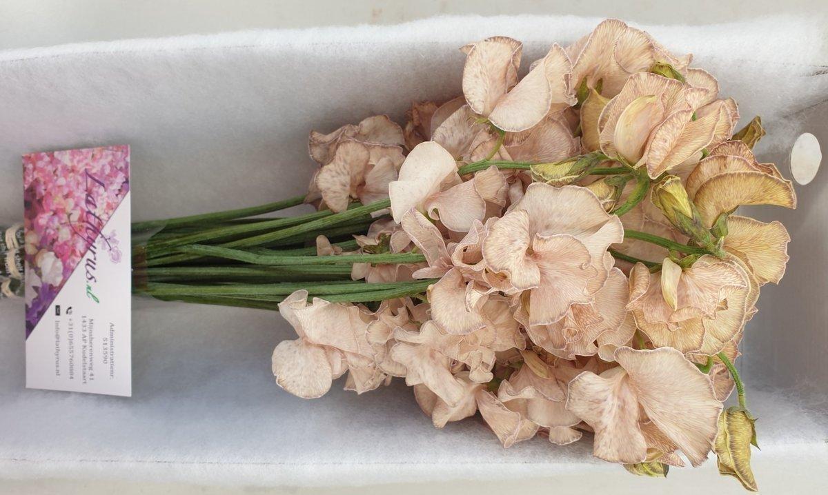 Срезанные цветы оптом Lathyrus paint caramel от 50шт из Голландии с доставкой по России