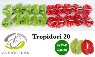 Срезанные цветы оптом Anthurium tropidori mix от 20шт из Голландии с доставкой по России