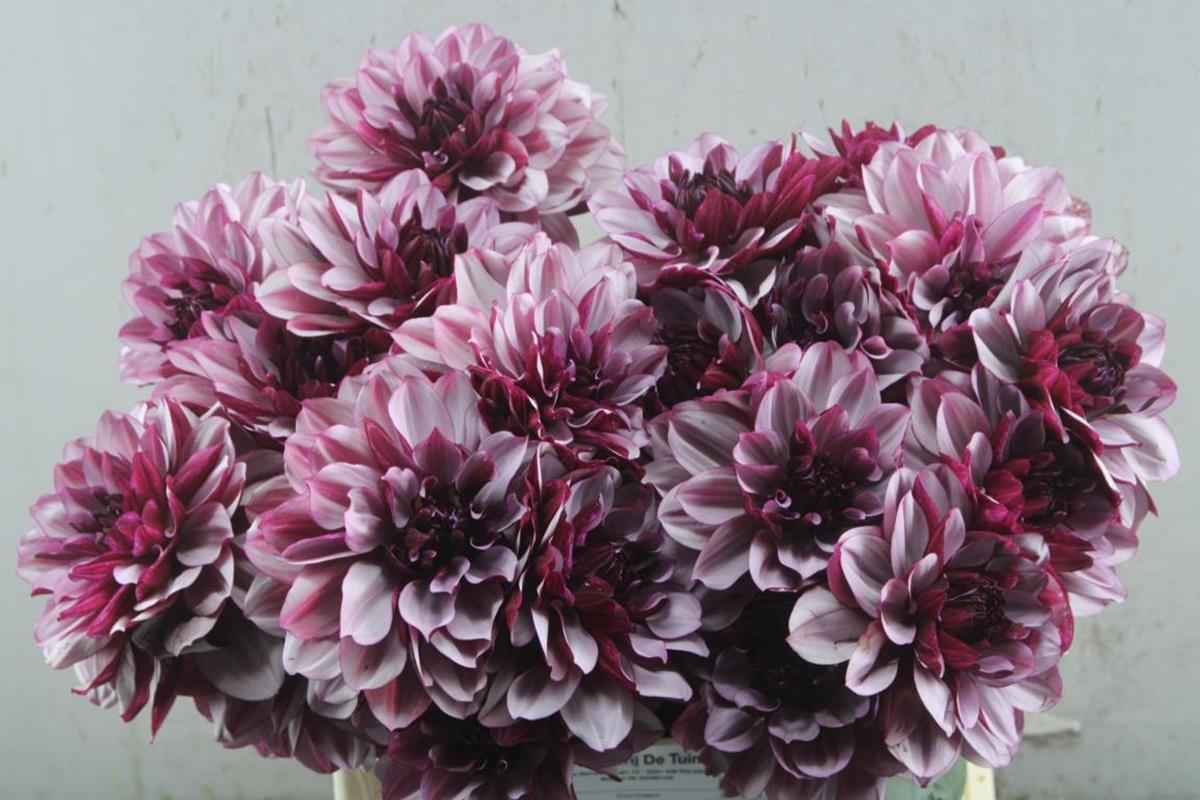 Срезанные цветы оптом Dahlia creme de cassis от 20шт из Голландии с доставкой по России