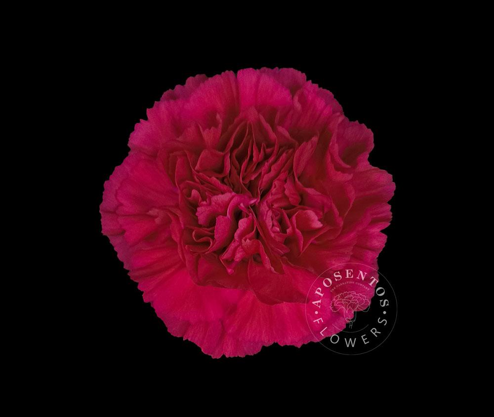 Срезанные цветы оптом Dianthus st zeppelin от 80шт из Голландии с доставкой по России