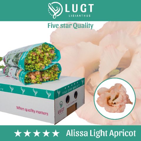 Срезанные цветы оптом Lisianthus do alissa light apricot от 50шт. из Голландии с доставкой по России