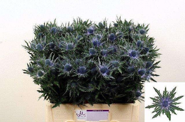 Срезанные цветы оптом Eryngium orion от 40шт из Голландии с доставкой по России