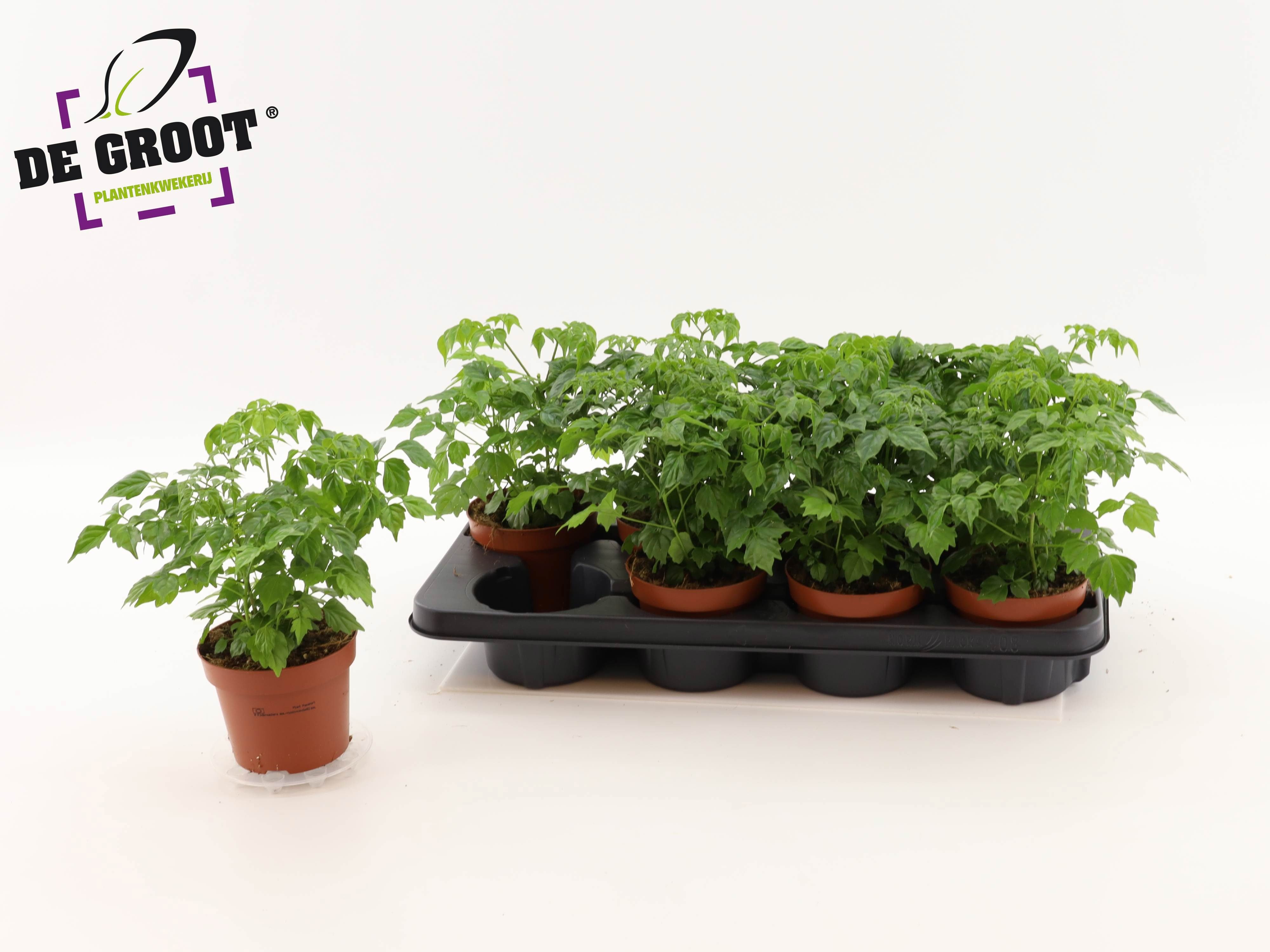 Горшечные цветы и растения оптом Radermachera Sinica от 8шт из Голландии с доставкой по России