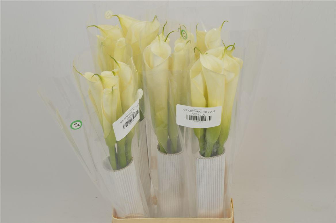 Срезанные цветы оптом Zantedeschia ae cotopaxi от 20шт из Голландии с доставкой по России