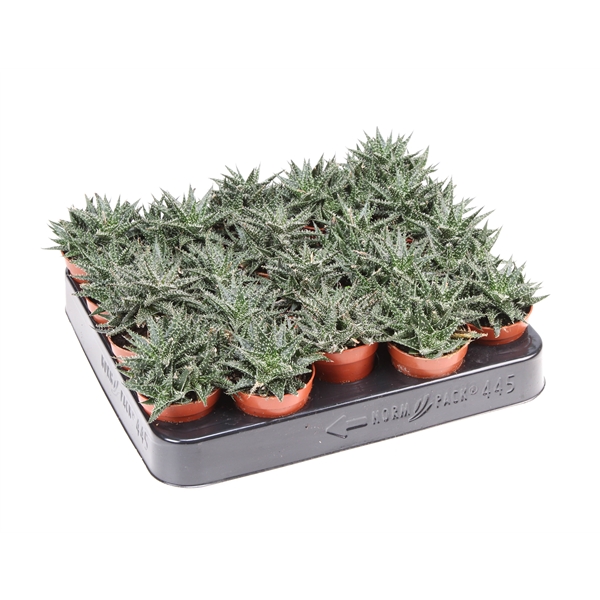 Горшечные цветы и растения оптом Aloe Pepe от 20шт (для телеги) из Голландии с доставкой по России