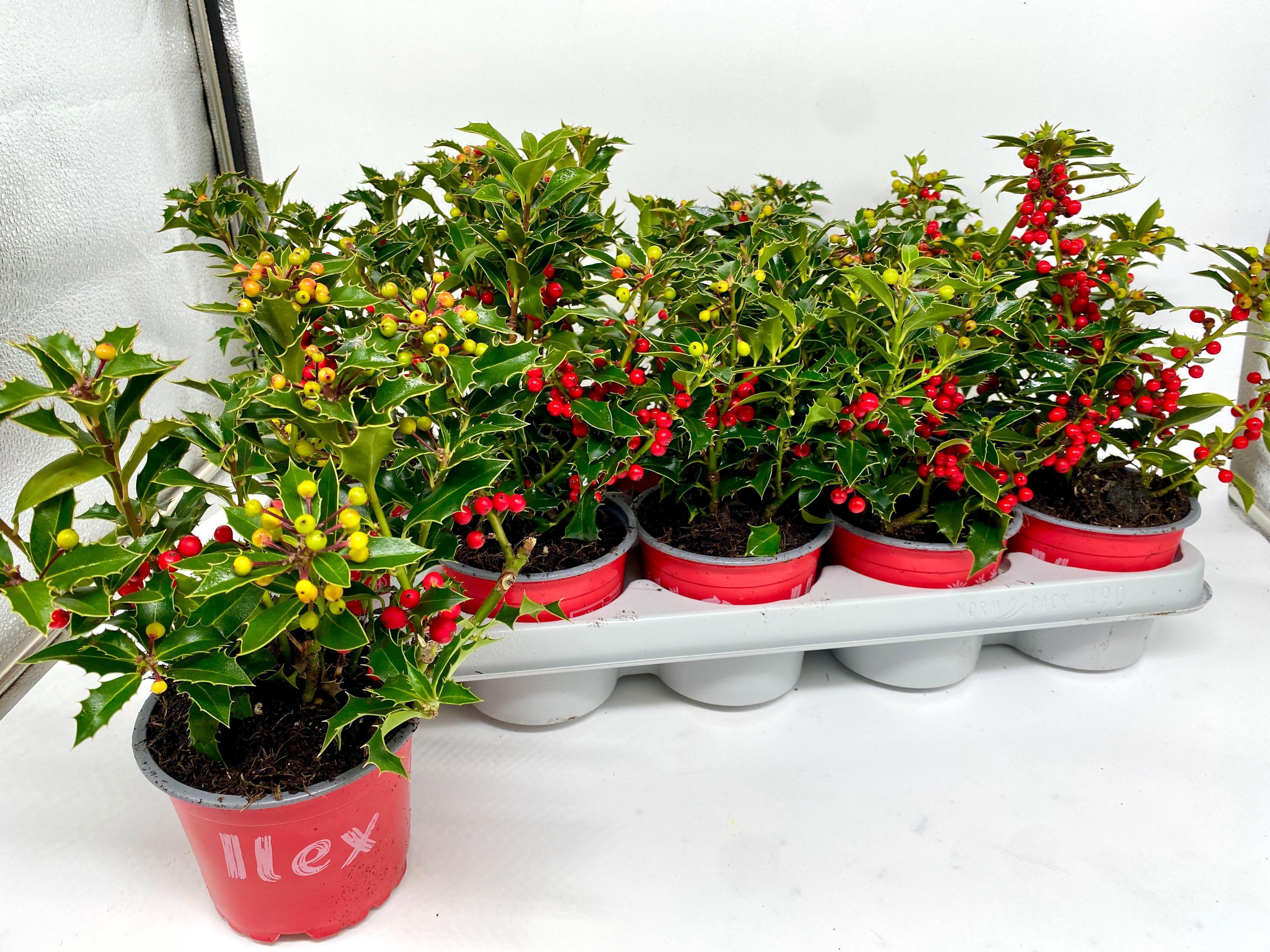 Горшечные цветы и растения оптом Ilex Aq Alaska от 10шт из Голландии с доставкой по России