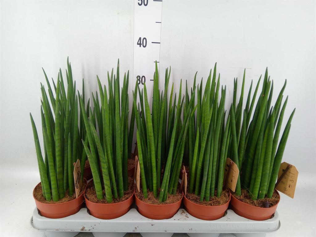 Горшечные цветы и растения оптом Sansevieria Bacularis от 10шт из Голландии с доставкой по России