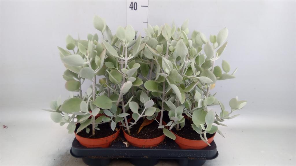 Горшечные цветы и растения оптом Kalanchoe Nf   ... от 6шт из Голландии с доставкой по России