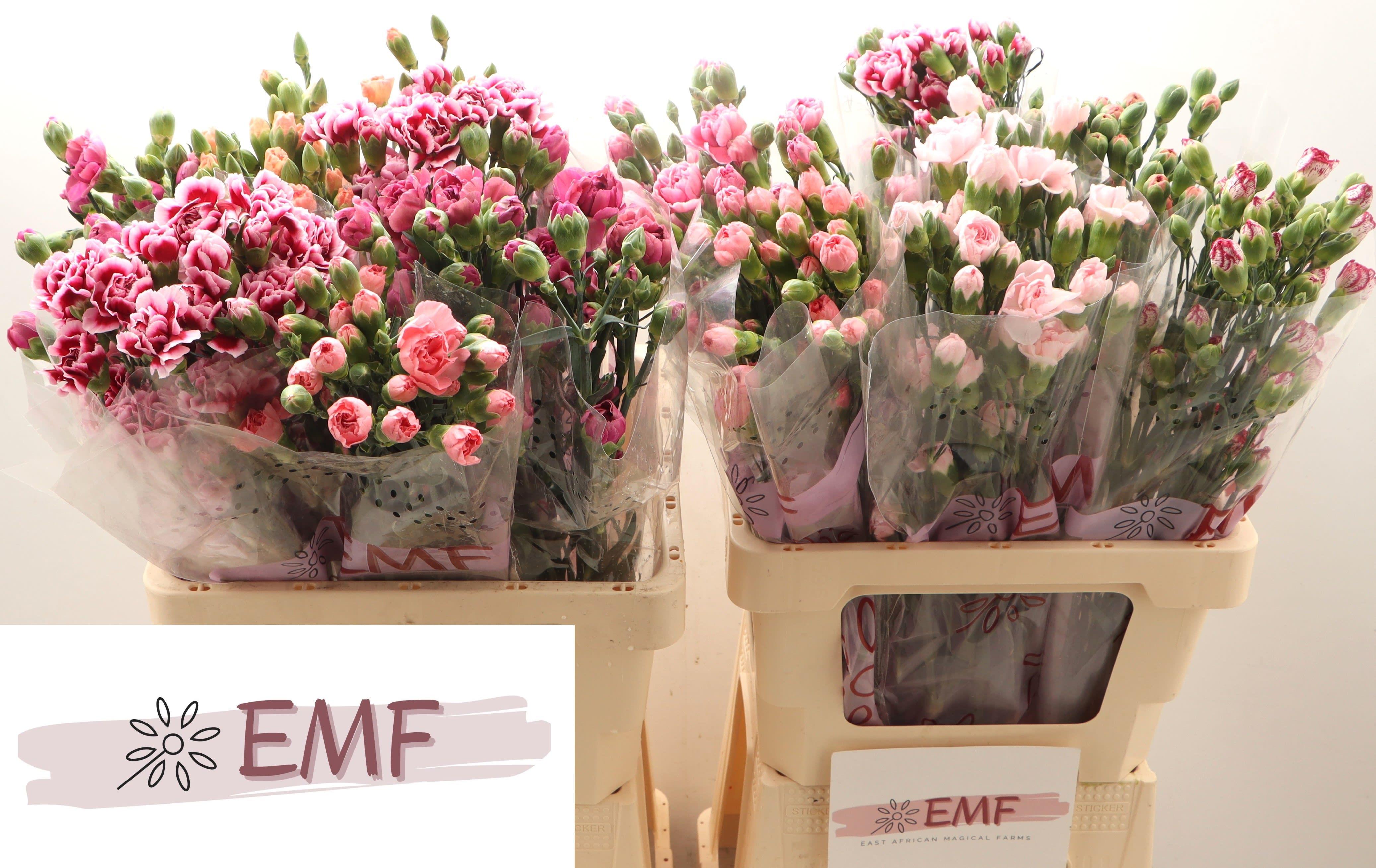 Срезанные цветы оптом Dianthus sp mix in bucket от 60шт из Голландии с доставкой по России