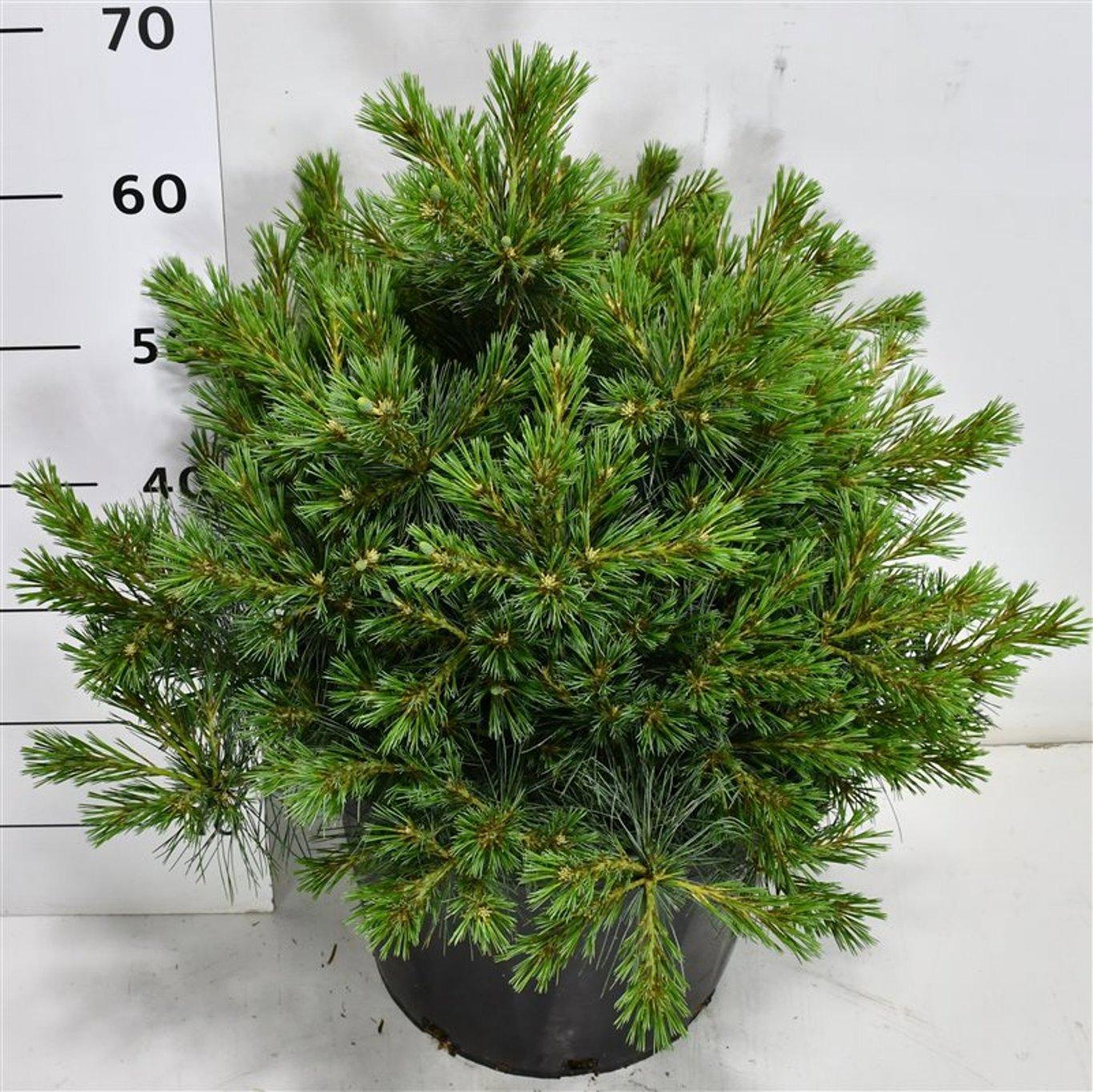 Горшечные цветы и растения оптом Pinus Strobus Bergman Mini от 1шт из Голландии с доставкой по России