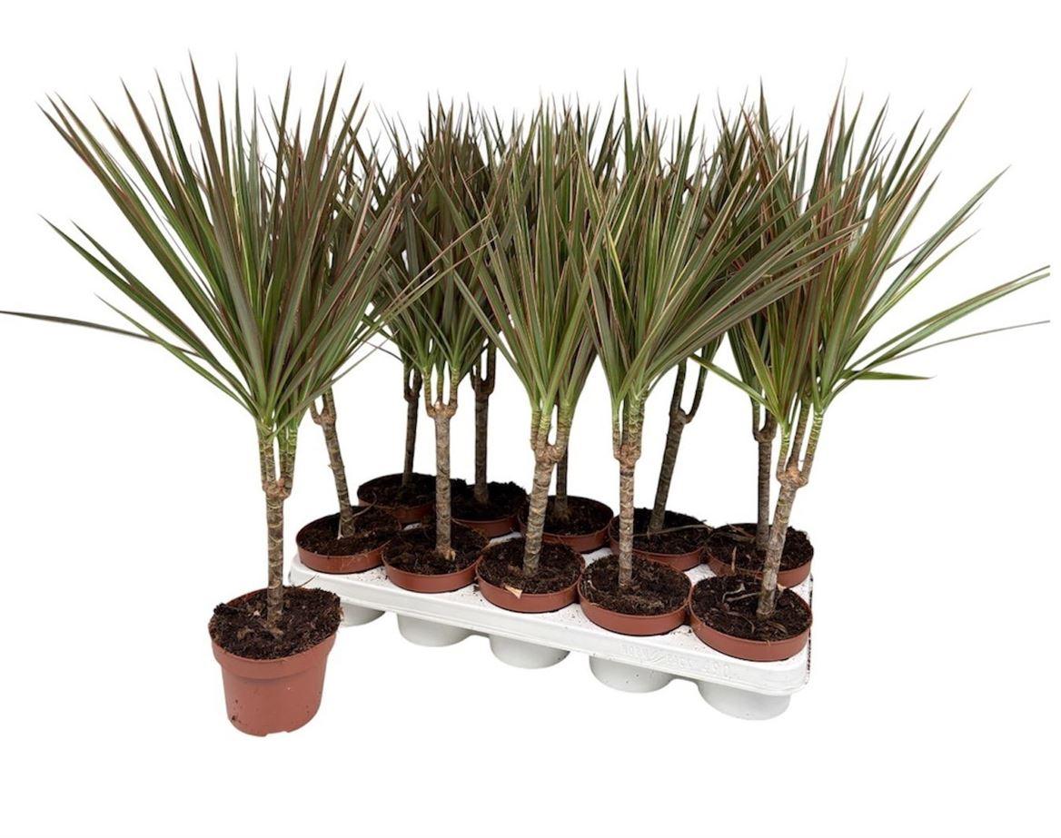 Горшечные цветы и растения оптом Drac Bicolor 15cm Stem от 10шт из Голландии с доставкой по России
