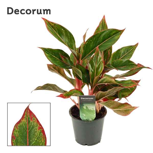 Горшечные цветы и растения оптом Aglaonema Crete (decorum) от 10шт из Голландии с доставкой по России