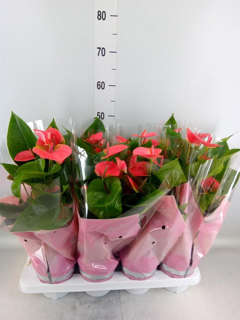 Горшечные цветы и растения оптом Anth An Sweet Dream 4+ от 8шт из Голландии с доставкой по России