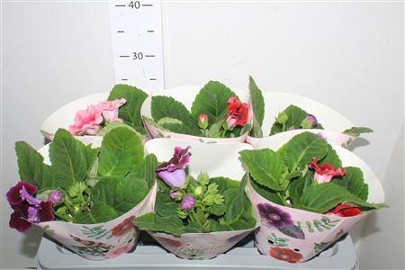 Горшечные цветы и растения оптом Sinn Gem от 6шт (для телеги) из Голландии с доставкой по России