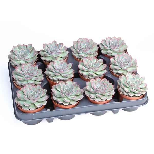 Горшечные цветы и растения оптом Echeveria Mystery от 12шт (для телеги) из Голландии с доставкой по России