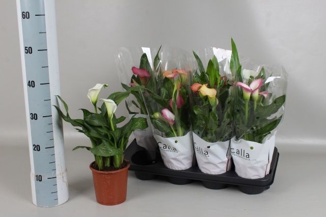 Горшечные цветы и растения оптом Zant Gem 3 Kl от 8шт из Голландии с доставкой по России