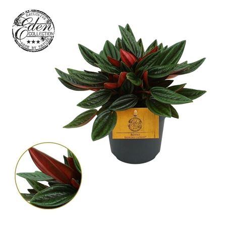 Горшечные цветы и растения оптом Peperomia Rosso от 10шт из Голландии с доставкой по России