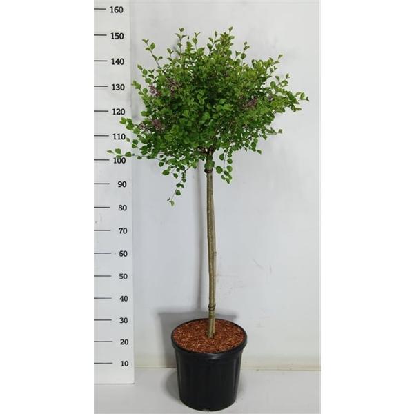 Горшечные цветы и растения оптом Syringa Meyeri Palibin On Stem от 1шт из Голландии с доставкой по России