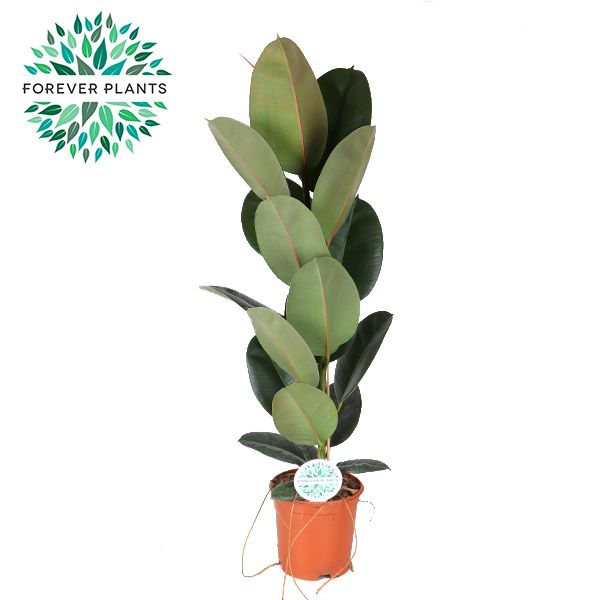 Горшечные цветы и растения оптом Ficus El Robusta 1pp от 1шт из Голландии с доставкой по России