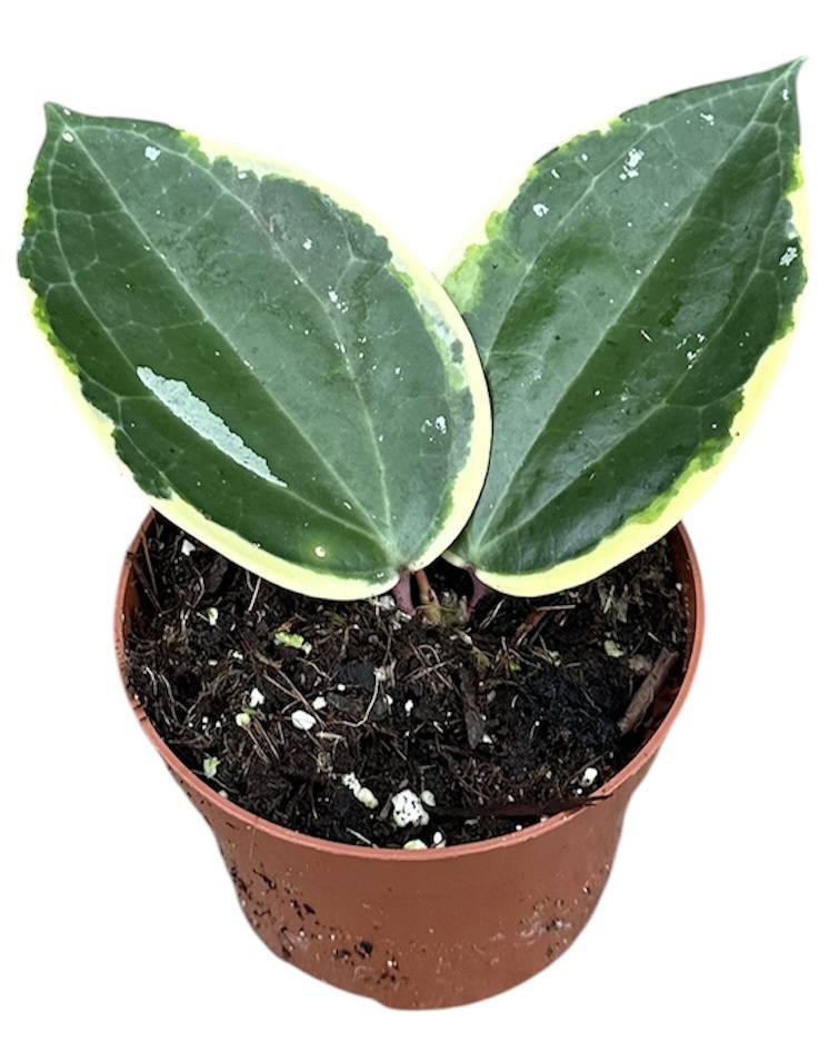 Горшечные цветы и растения оптом Hoya Macrophylla Albo Round Leaf от 1шт из Голландии с доставкой по России
