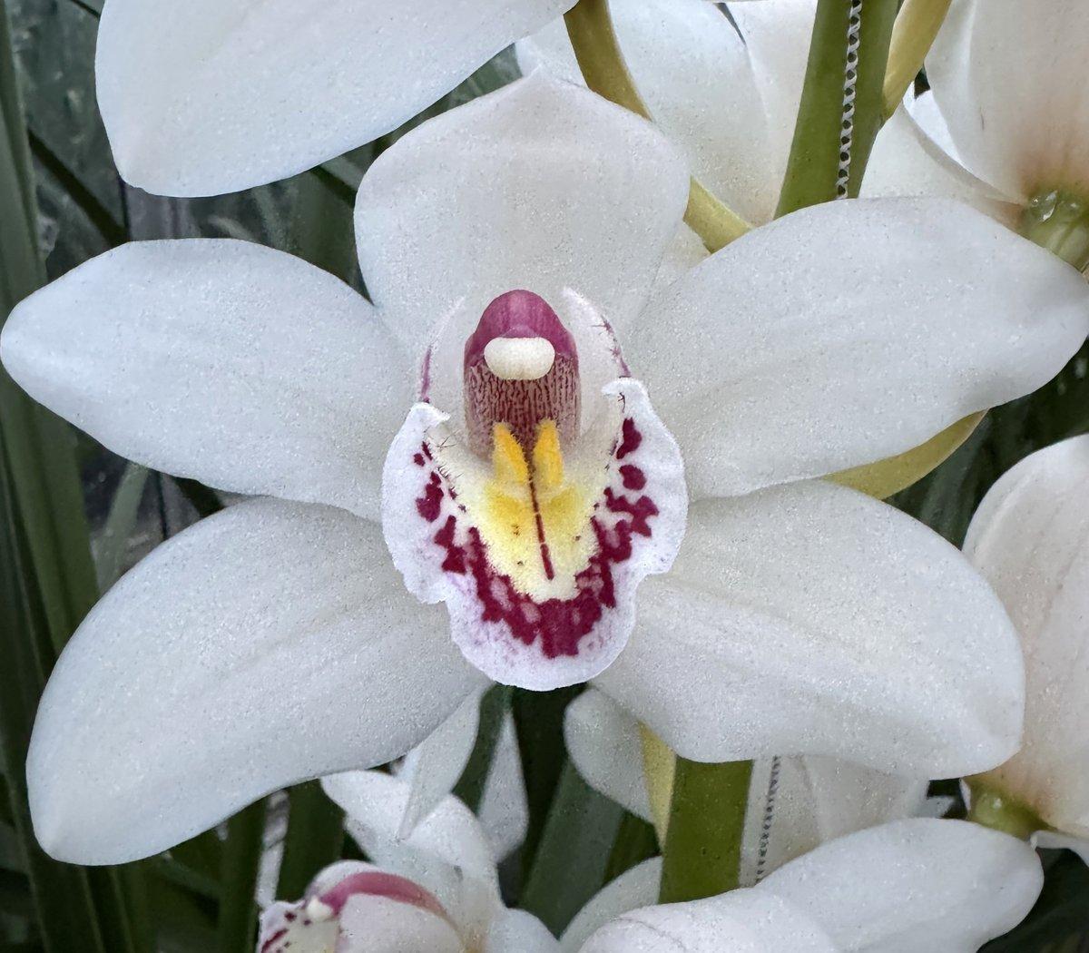 Срезанные цветы оптом Cymbidium white fair tail от 16шт из Голландии с доставкой по России