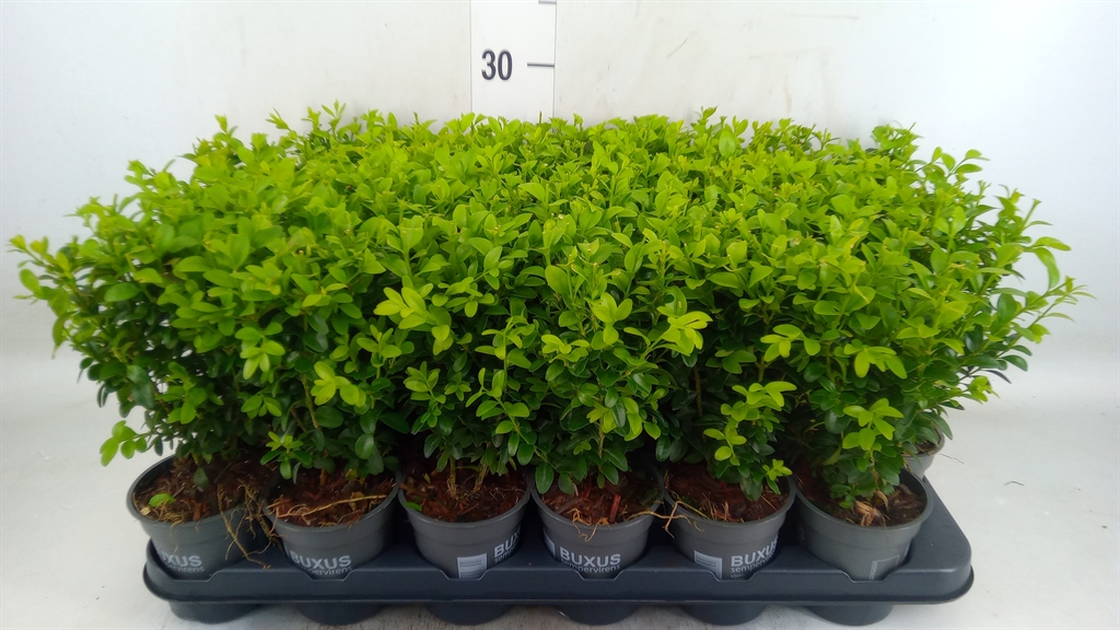 Горшечные цветы и растения оптом Buxus Semp.   ... от 24шт (для телеги) из Голландии с доставкой по России