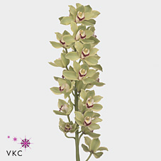 Срезанные цветы оптом Cymbidium green anderson от 6шт из Голландии с доставкой по России