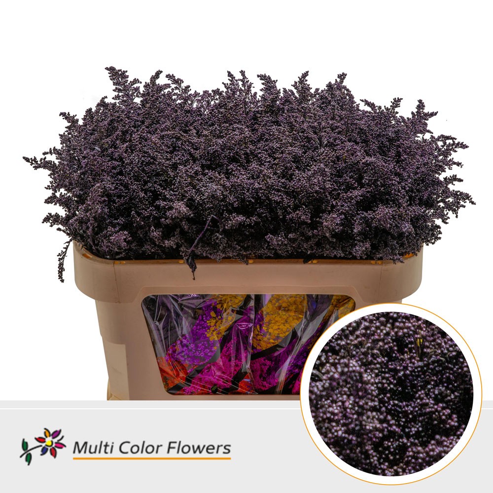 Срезанные цветы оптом Solidago paint aubergine от 100шт из Голландии с доставкой по России