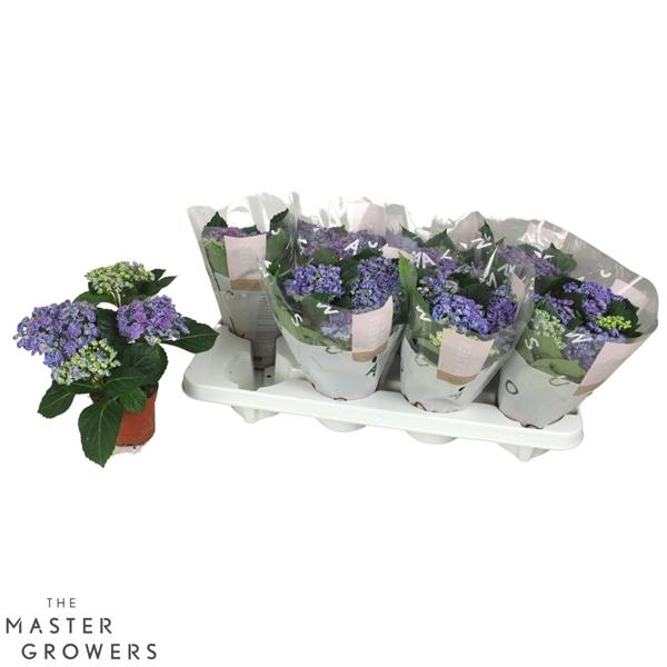 Горшечные цветы и растения оптом Hydrangea Ma Curly Wurly Blue 3+ от 8шт из Голландии с доставкой по России Горшечные цветы и растения оптом Hydrangea Ma Curly Wurly Blue 3+ от 8шт из Голландии с доставкой по России