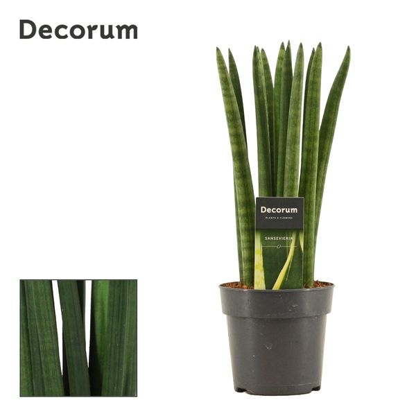 Горшечные цветы и растения оптом Sansevieria Cylindrica Straight (decorum) от 10шт из Голландии с доставкой по России